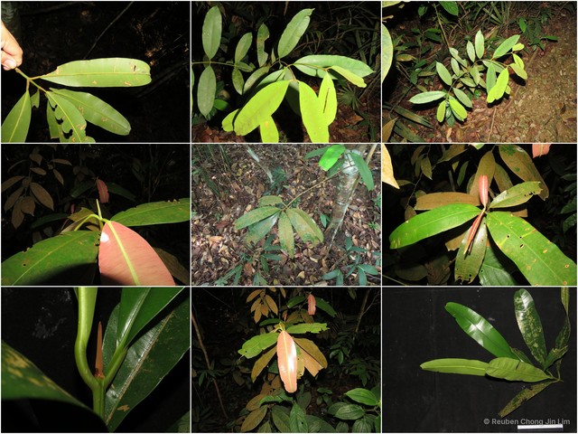 Calophyllum wallichianum var. incrassatum • © Reuben Chong Jin Lim • All Rights Reserved