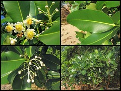 Calophyllum inophyllum
