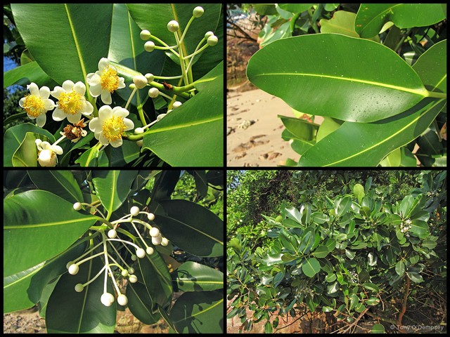 Calophyllum inophyllum • © Tony O'Dempsey • All Rights Reserved