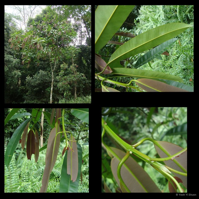 Calophyllum macrocarpum • © Yeoh Yi Shuen • All Rights Reserved
