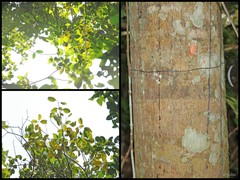 Calophyllum pulcherrimum