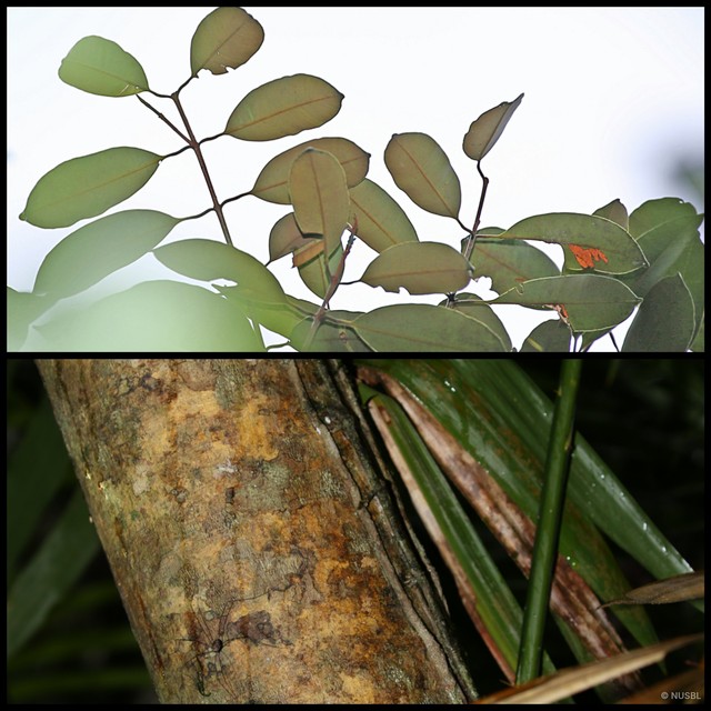 Calophyllum rubiginosum • © NUSBL • All Rights Reserved