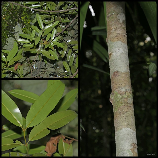 Calophyllum rufigemmatum • © NUSBL • All Rights Reserved