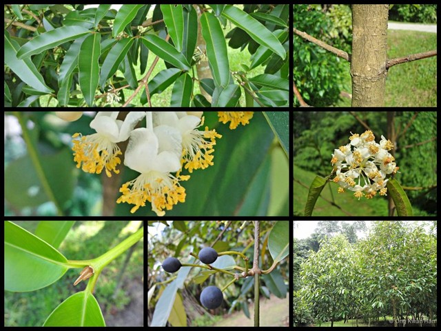 Calophyllum soulattri • © Ong Kwan Han • All Rights Reserved