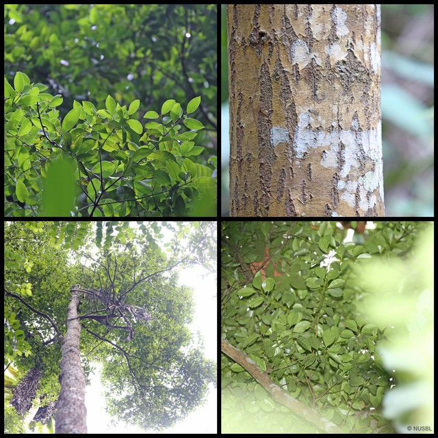 Calophyllum tetrapterum • © NUSBL • All Rights Reserved