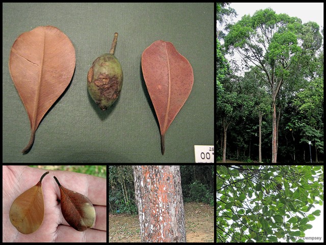 Calophyllum teysmannii • © Tony O'Dempsey • All Rights Reserved