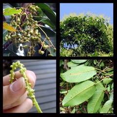 Bhesa paniculata