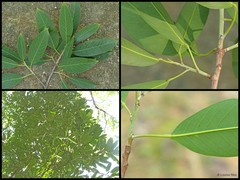 Bhesa robusta