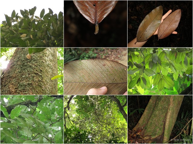 Parinari oblongifolia • © Yeoh Yi Shuen • All Rights Reserved