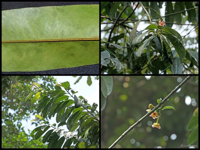Garcinia atroviridis • © Louise Neo • All Rights Reserved