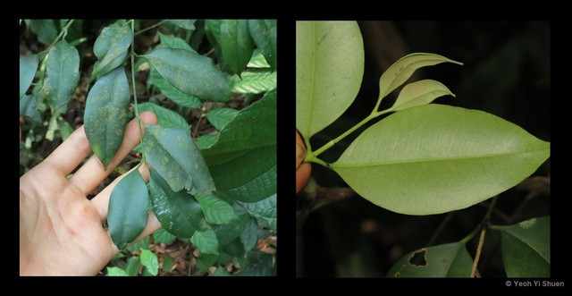 Garcinia brevirostris • © Yeoh Yi Shuen • All Rights Reserved