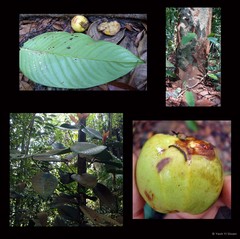 Garcinia griffithii