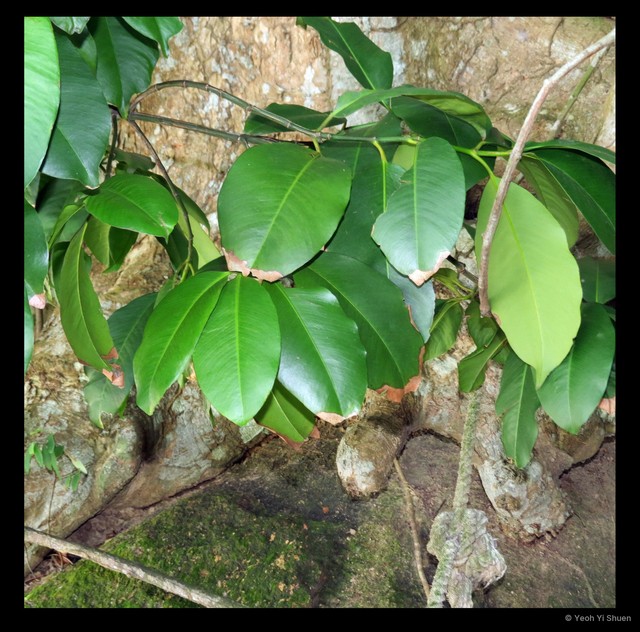 Garcinia gummi-gutta • © Yeoh Yi Shuen • All Rights Reserved