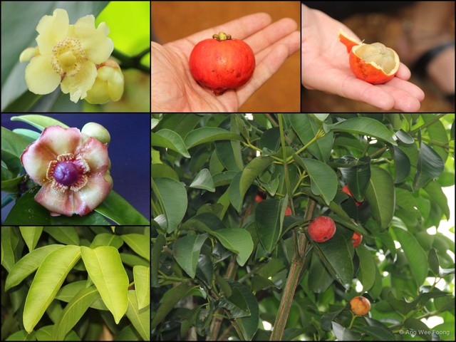 Garcinia hombroniana • © Ang Wee Foong • All Rights Reserved