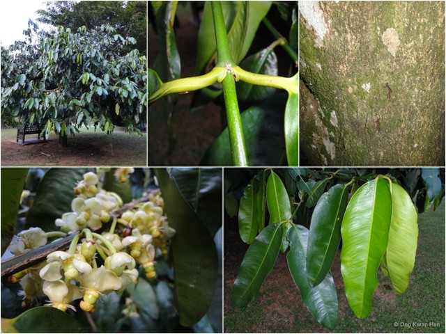 Garcinia macrophylla • © Ong Kwan Han • All Rights Reserved
