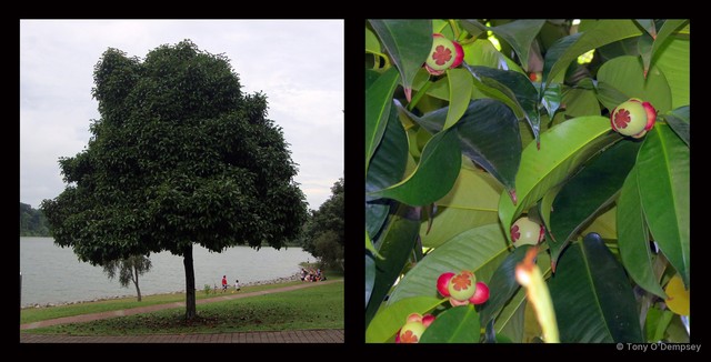Garcinia mangostana • © Tony O'Dempsey • All Rights Reserved
