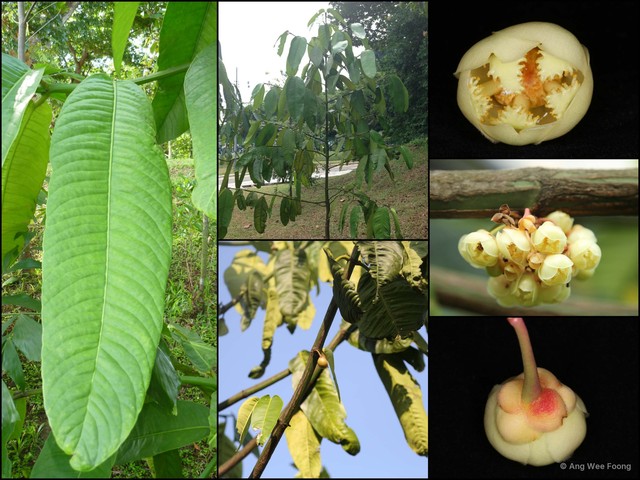 Garcinia nervosa • © Ang Wee Foong • All Rights Reserved