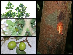Garcinia parvifolia