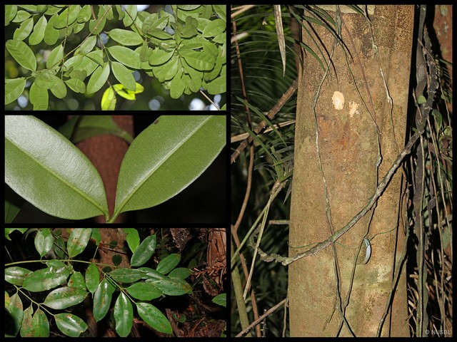 Garcinia rostrata • © NUSBL • All Rights Reserved