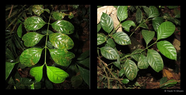 Garcinia scortechinii • © Yeoh Yi Shuen • All Rights Reserved