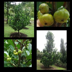 Garcinia subelliptica