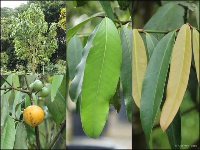 Garcinia xanthochymus • © Ang Wee Foong • All Rights Reserved