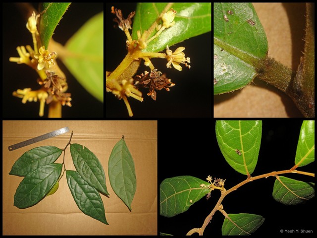 Dichapetalum sordidum • © Yeoh Yi Shuen • All Rights Reserved