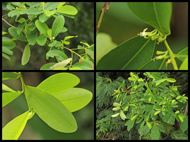Erythroxylum cuneatum • © Louise Neo • All Rights Reserved
