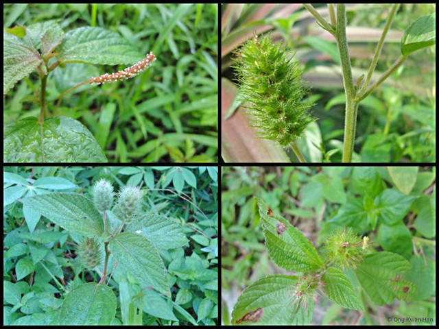 Acalypha alopecuroidea • © Ong Kwan Han • All Rights Reserved