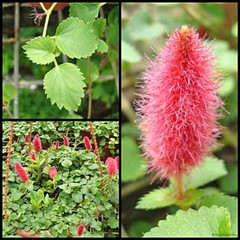 Acalypha chamaedrifolia (Lam.) Müll.Arg.