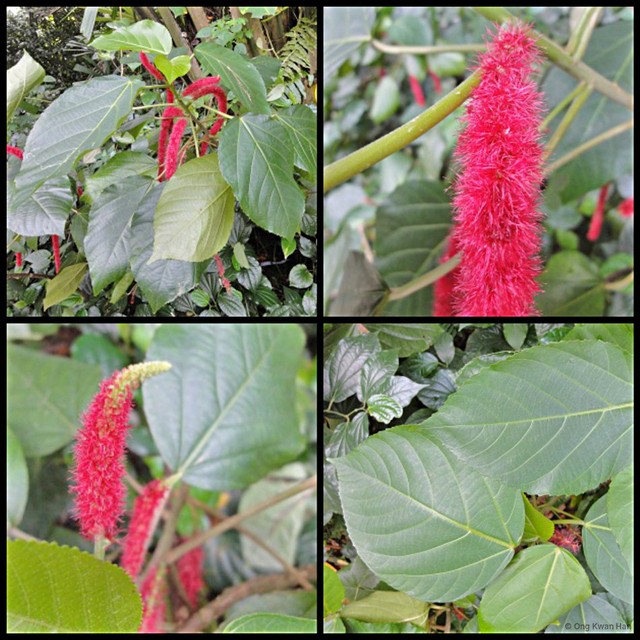 Acalypha hispida • © Ong Kwan Han • All Rights Reserved