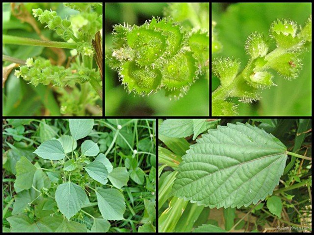 Acalypha indica • © Ong Kwan Han • All Rights Reserved