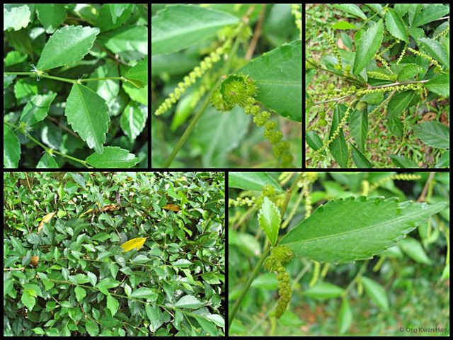 Acalypha siamensis • © Ong Kwan Han • All Rights Reserved