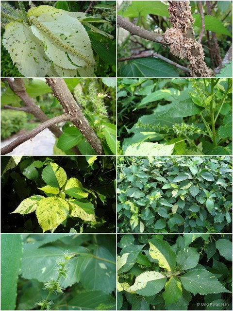 Acalypha wilkesiana • © Ong Kwan Han • All Rights Reserved