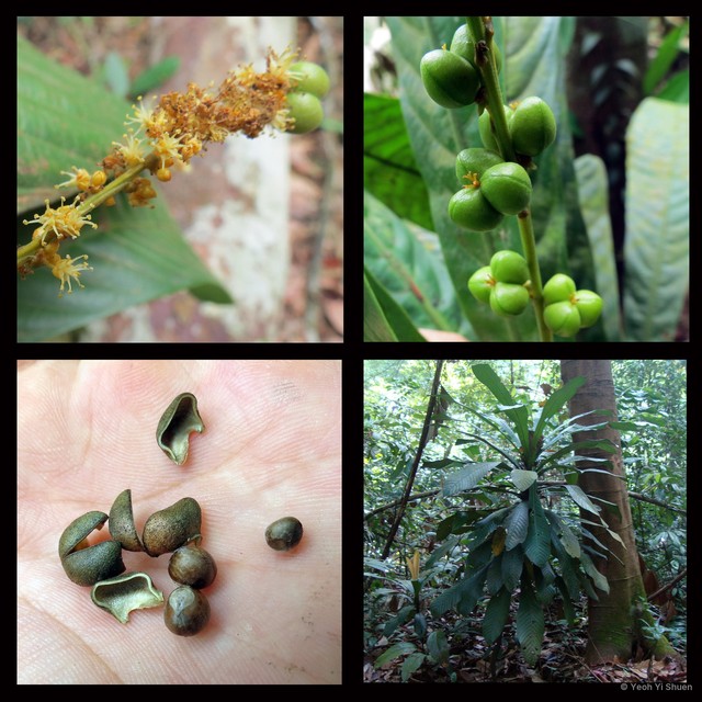 Agrostistachys borneensis • © Yeoh Yi Shuen • All Rights Reserved