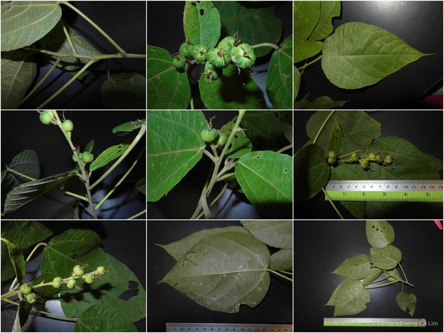 Alchornea tiliifolia • © Reuben Chong Jin Lim • All Rights Reserved