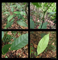Blumeodendron tokbrai