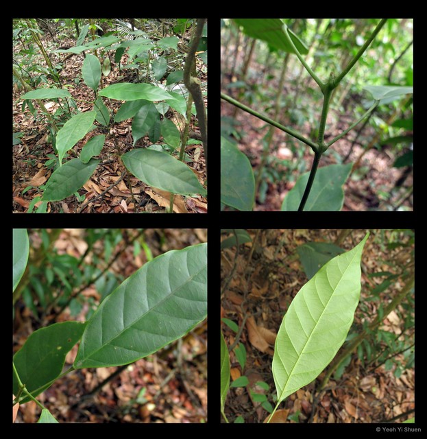 Blumeodendron tokbrai • © Yeoh Yi Shuen • All Rights Reserved