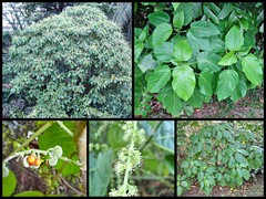 Claoxylon indicum