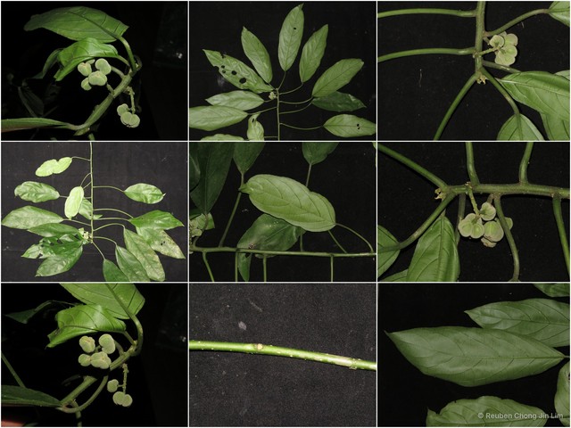 Claoxylon longifolium • © Reuben Chong Jin Lim • All Rights Reserved