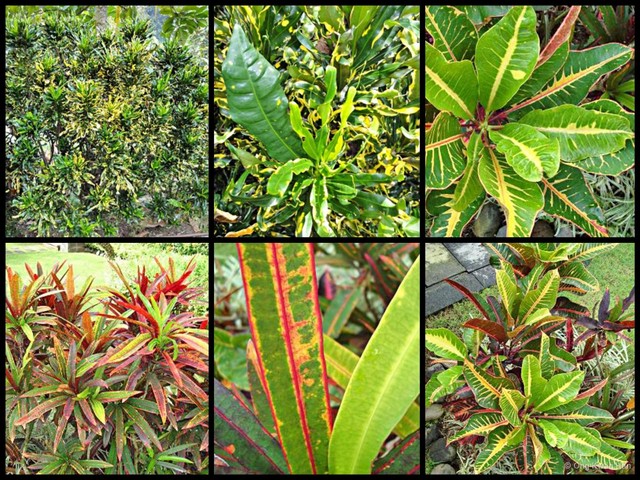 Codiaeum variegatum • © Ong Kwan Han • All Rights Reserved