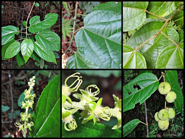 Croton caudatus • © Ong Kwan Han • All Rights Reserved