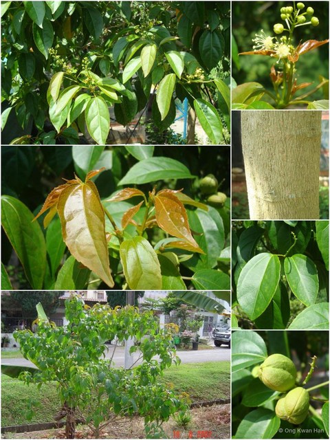 Croton tiglium • © Ong Kwan Han • All Rights Reserved