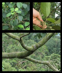 Endospermum diadenum