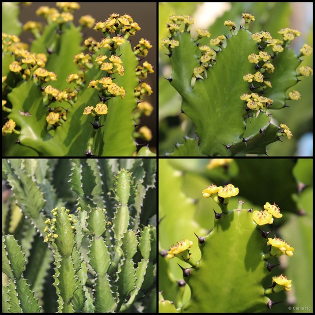 Euphorbia (Euphorbia) antiquorum • © Cerlin Ng • All Rights Reserved