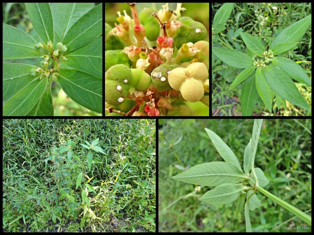 Euphorbia (Chamaesyce) heterophylla • © Ong Kwan Han • All Rights Reserved