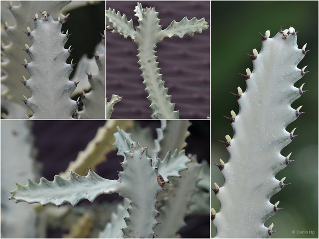 Euphorbia (Euphorbia) lactea • © Cerlin Ng • All Rights Reserved