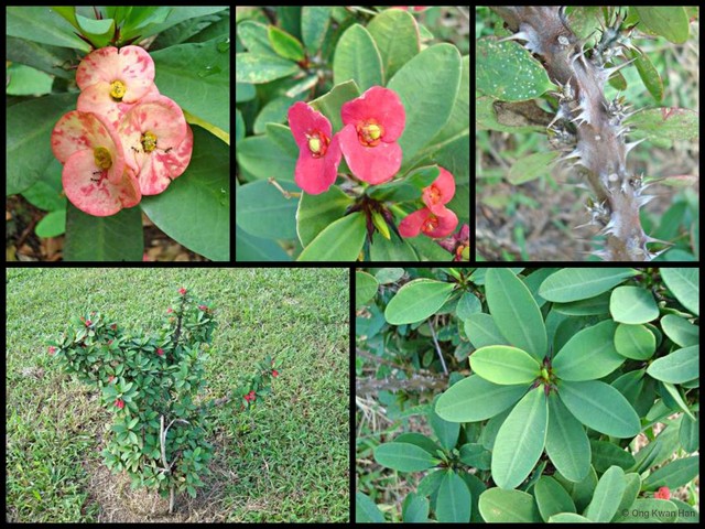 Euphorbia (Euphorbia) milii • © Ong Kwan Han • All Rights Reserved