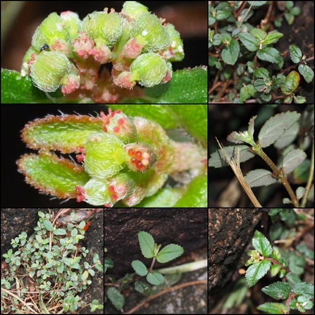 Euphorbia (Chamaesyce) ophthalmica • © Ong Kwan Han • All Rights Reserved