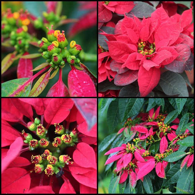 Euphorbia (Chamaesyce) pulcherrima • © Cerlin Ng • All Rights Reserved